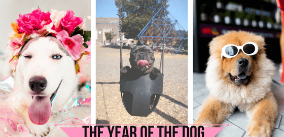 Year Of The Dog